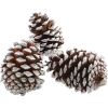 frosty pinecones - 自然 - 