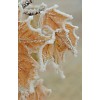 frozen leaves - My photos - 