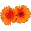 gerbera flowers - Biljke - 