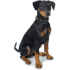 german pinscher puppy - Živali - 