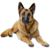 german shepard - 动物 - 