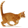 ginger cat - 動物 - 