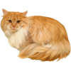 ginger cat - 动物 - 