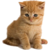 ginger cat (kitten) - Animais - 