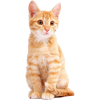 ginger kitten - Animals - 