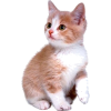 ginger kitten - 動物 - 