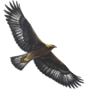 golden eagle - Животные - 