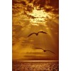 golden hour at sea - Priroda - 