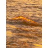 golden ocean - Natur - 