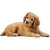 golden retriever puppy - Živali - 
