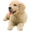 golden retriever puppy - Animals - 