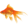 Goldfish  - Živali - 