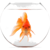 Goldfish  - Животные - 