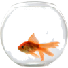 Goldfish  - Животные - 