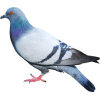 golub - Životinje - 
