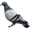golub - Živali - 
