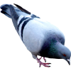 golub - Animali - 