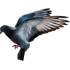 golub - Zwierzęta - 