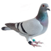 golub - Zwierzęta - 
