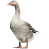 goose - Животные - 