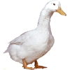 goose - Uncategorized - 