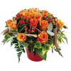 Flowers Orange Plants - Plants - 