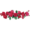 Flowers Pink Plants - Plantas - 