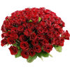 Flowers Red Plants - Piante - 