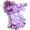 Flowers Purple Plants - Piante - 