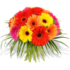 Flowers Orange Plants - Rastline - 