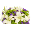Flowers Purple Plants - Rastline - 