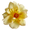 Flower Yellow Plants - Rastline - 