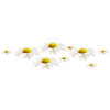 Flowers Plants White - Pflanzen - 