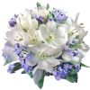 Flowers White Plants - Plants - 