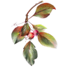 grana - Plants - 