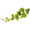 grape leaves - Plants - 