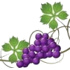 grapes - フード - 