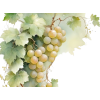 grapes - Food - 