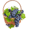 grapes - Obst - 
