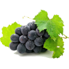 grapes - Fruit - 