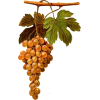 grapes - Owoce - 