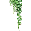 grape vines - Food - 