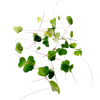 graphic - Pflanzen - 