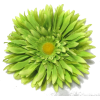 grass green daisy - Biljke - 