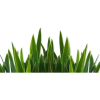 Grass - Pflanzen - 