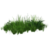 Grass - Plantas - 