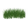 grass - Natura - 