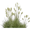 grass - 植物 - 