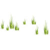 grass - 植物 - 