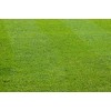 grass - 自然 - 